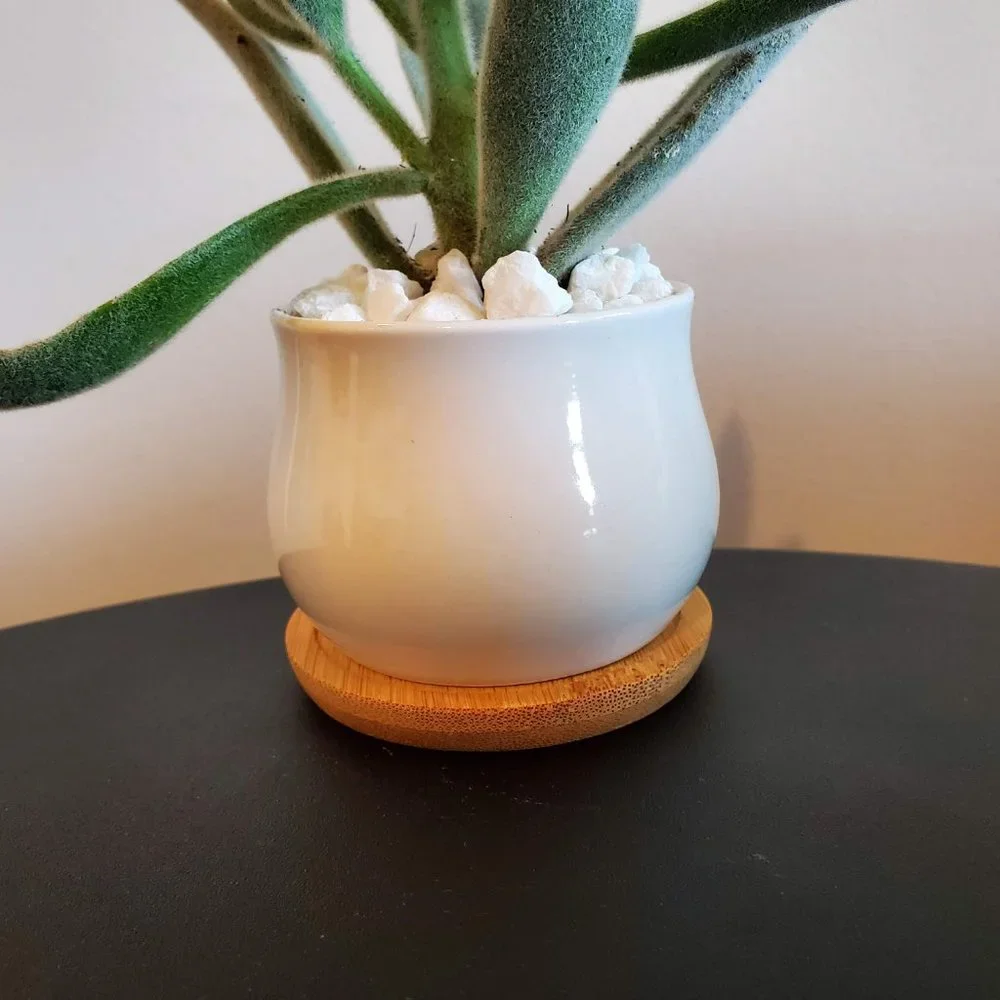 Panda Plant Fuzzy Succulent in White Ceramic Pot, Kalanchoe Tomentosa, Planter - Picture 3 of 6